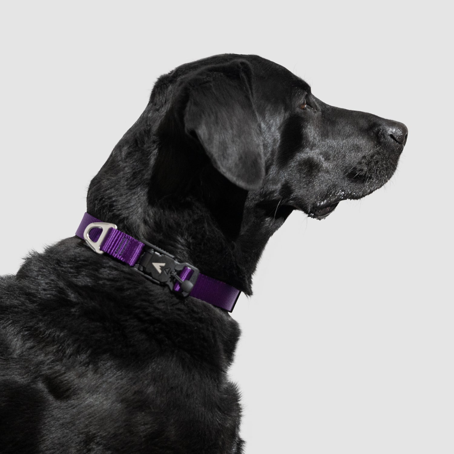 Atlas Pet Company Lifetime Lite Collar adjustable dog collar with magnetic buckle handmade in Golden, Colorado with lifetime warranty