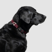 Atlas Pet Company Lifetime Lite Collar adjustable dog collar with magnetic buckle handmade in Golden, Colorado with lifetime warranty