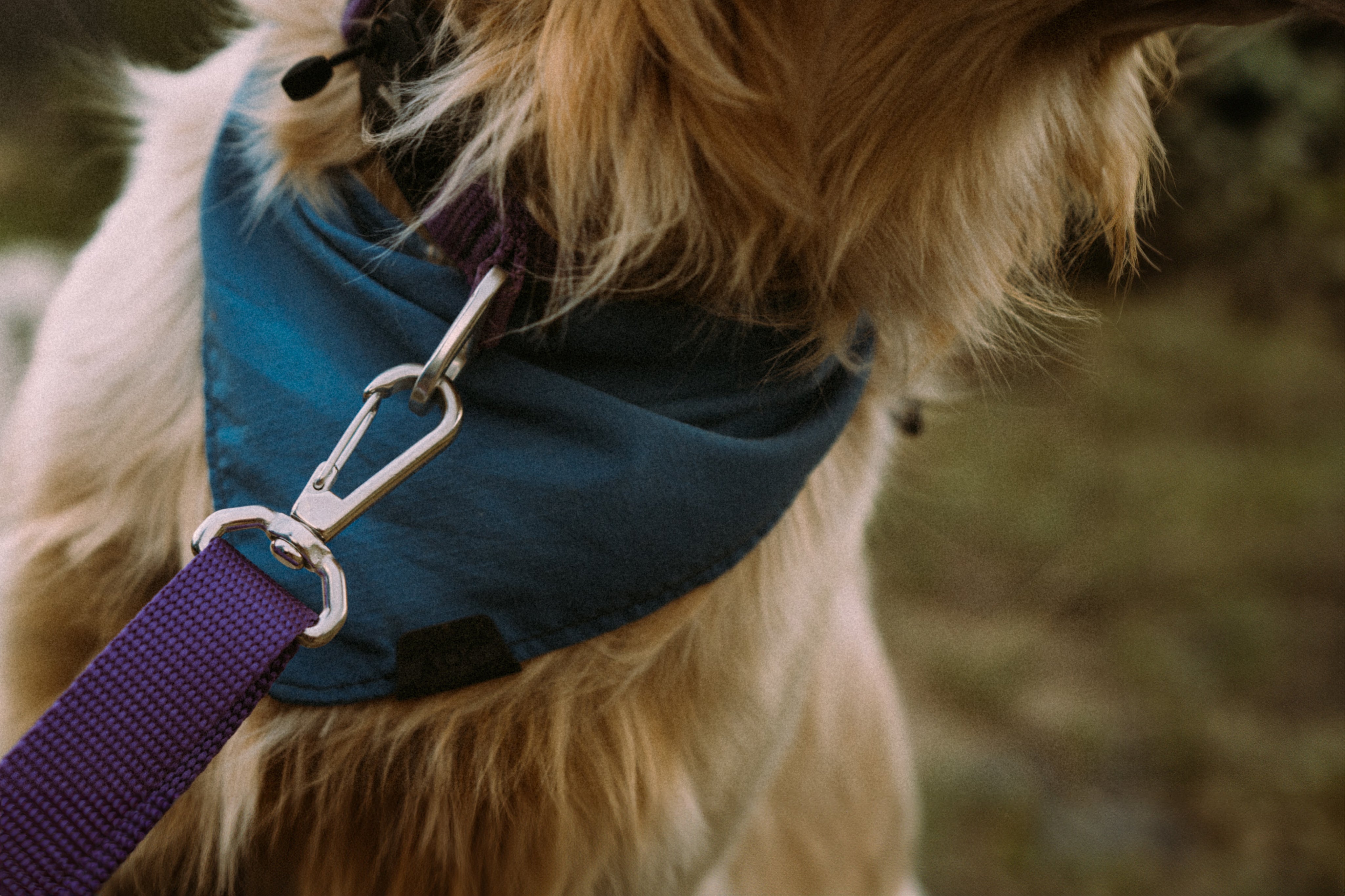 atlas pet company lifetime lite leash attached to dog