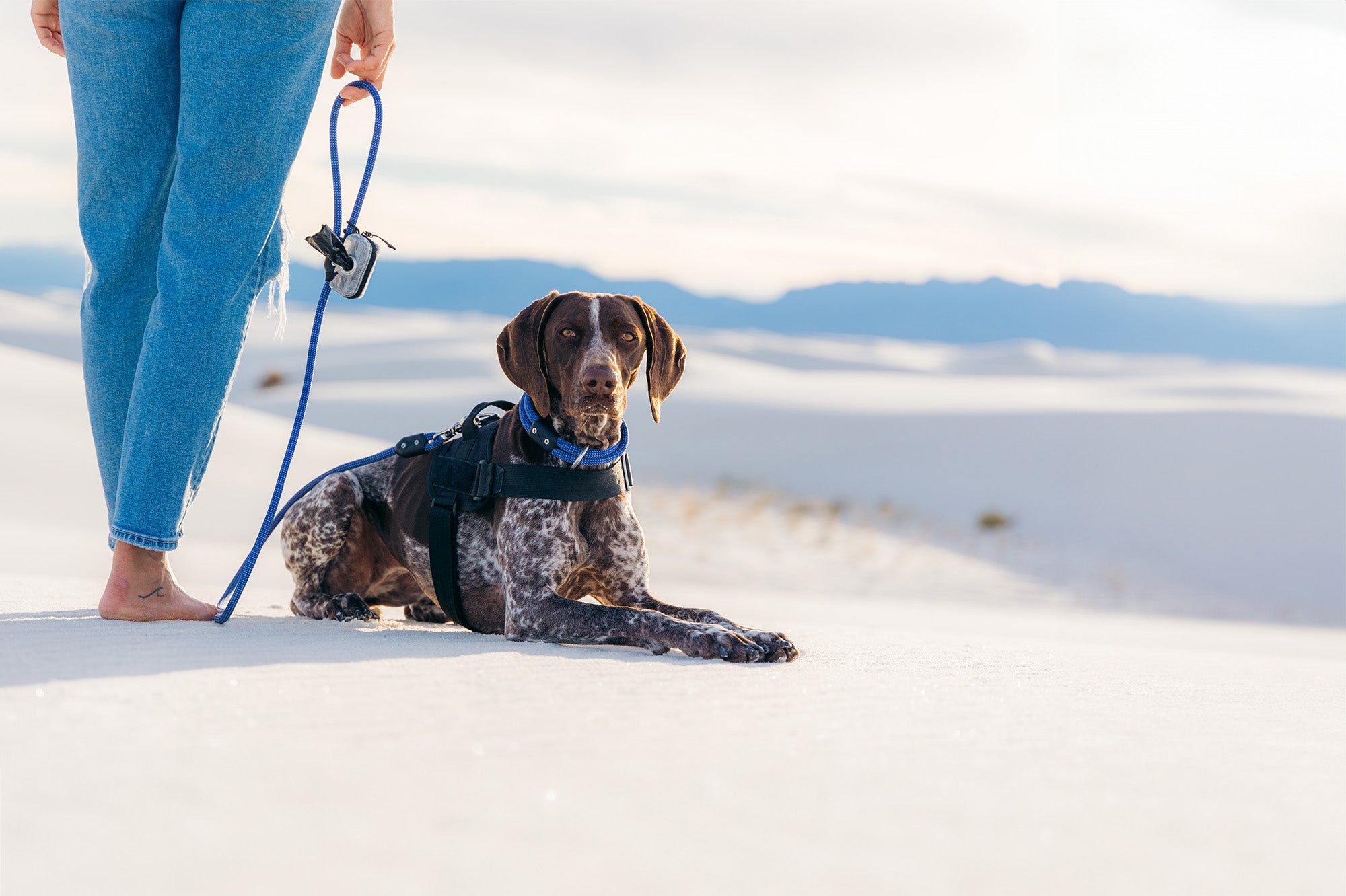 dog wearing atlas pet company gear in a white sandy desert
