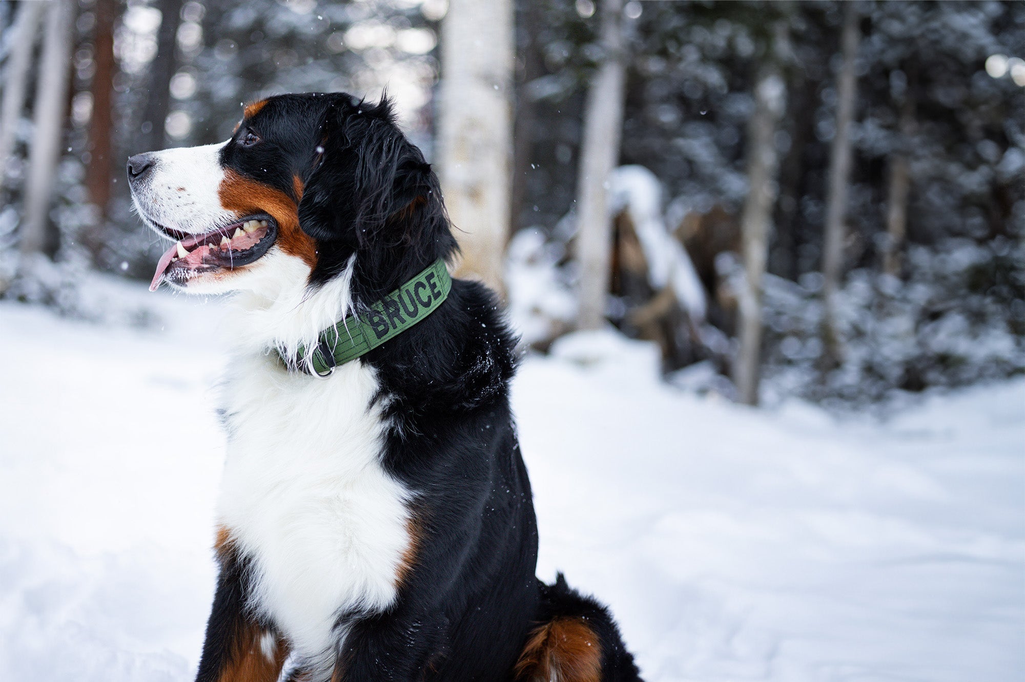 mountain dog wearing the atlas pet company lifetime pro collar with emrbroidery