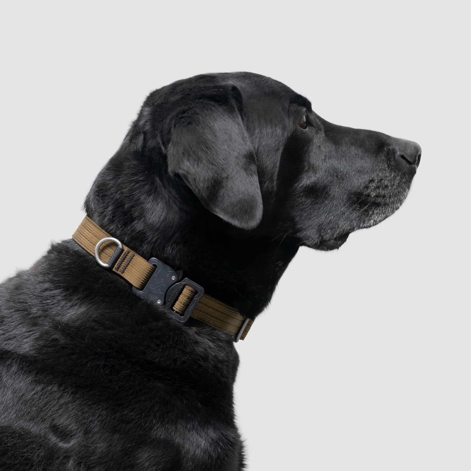 Lifetime Pro Collar – Atlas Pet Company
