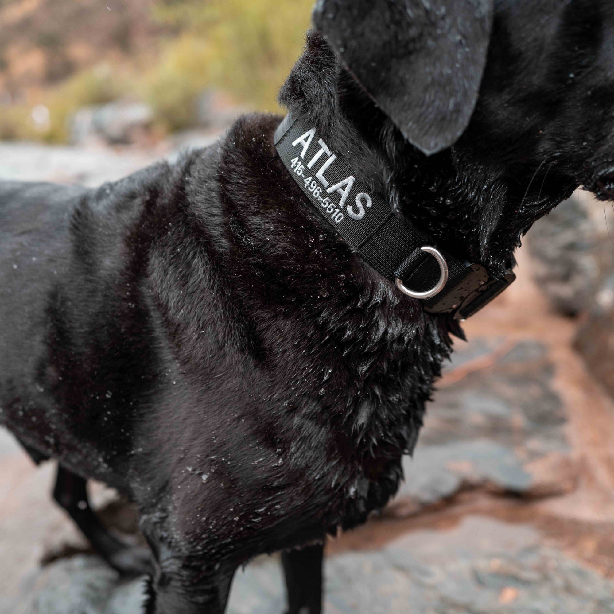 black lab wearing the embroidered atlas pet company lifetime pro collar for working dogs