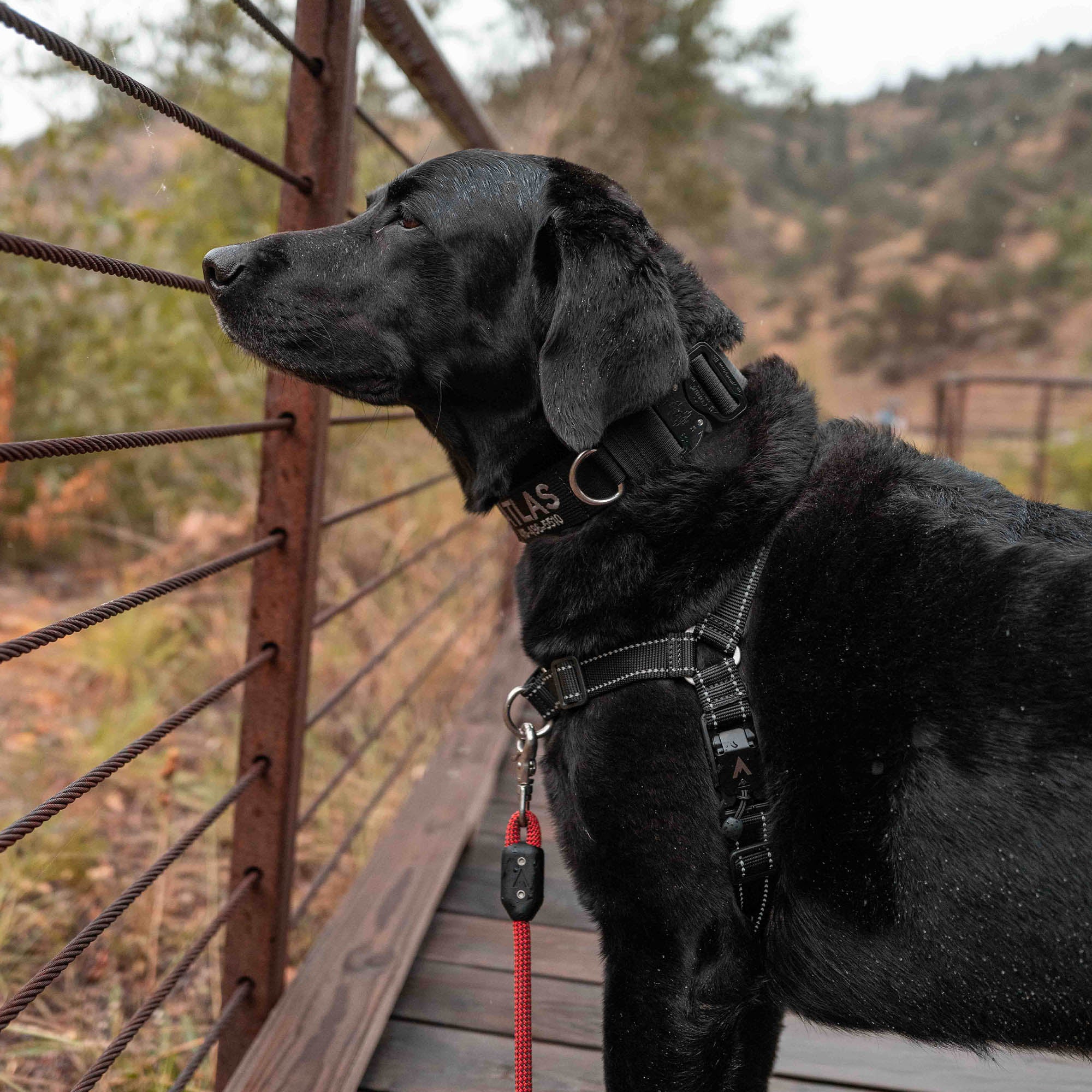 black lab wearing the embroidered atlas pet company lifetime pro collar while standing on wet wooden path