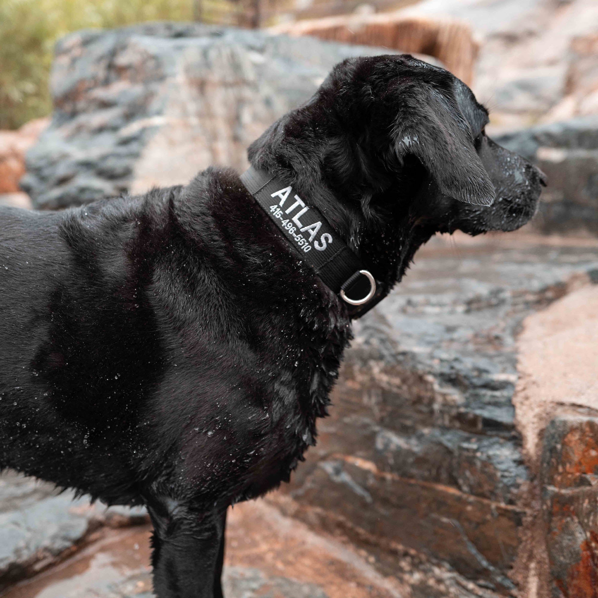 black lab wearing the embroidered atlas pet company lifetime pro collar while standing on wet rocks