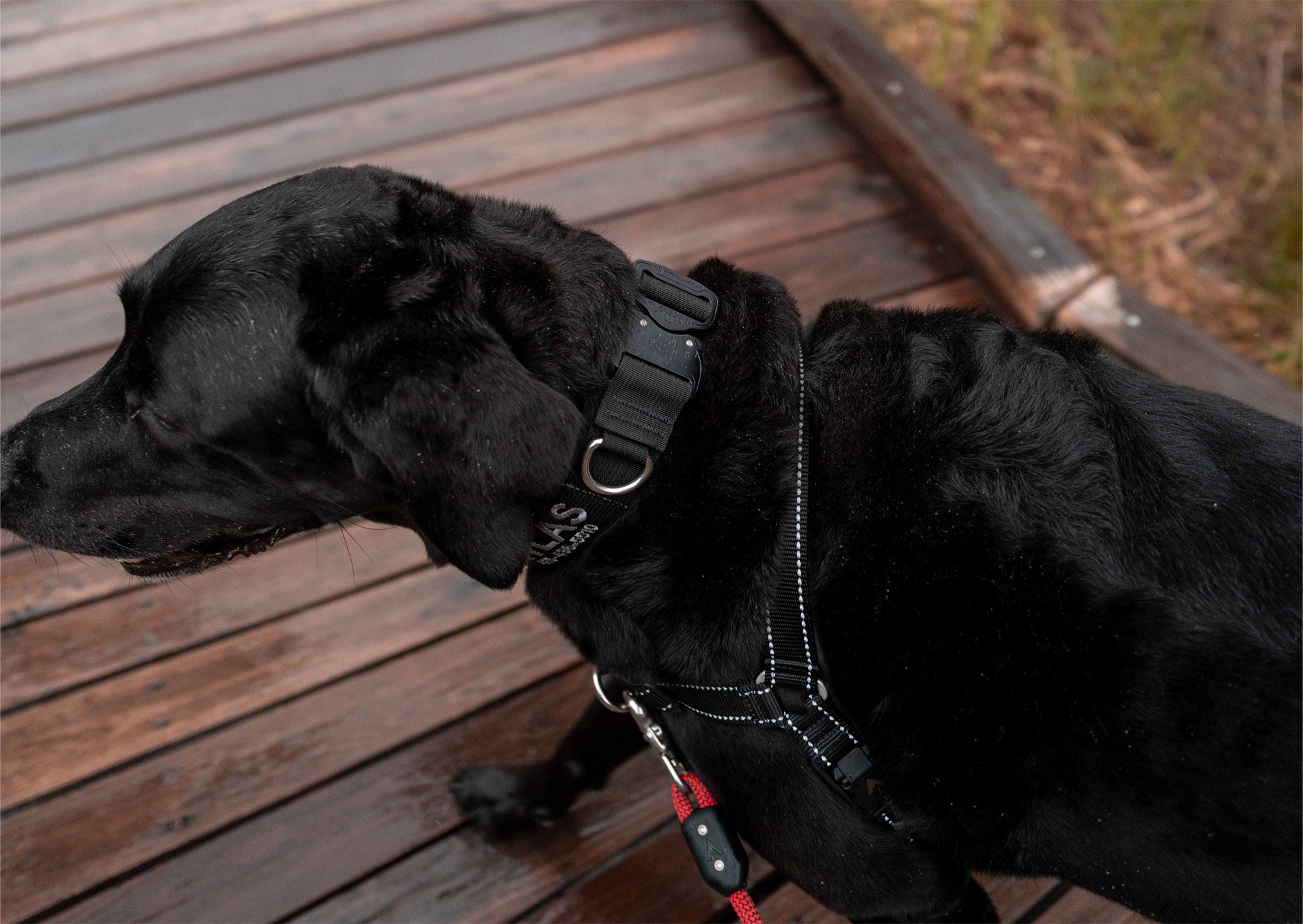 black lab wearing the embroidered atlas pet company lifetime pro collar with a cobra buckle while walking down wet wooden path