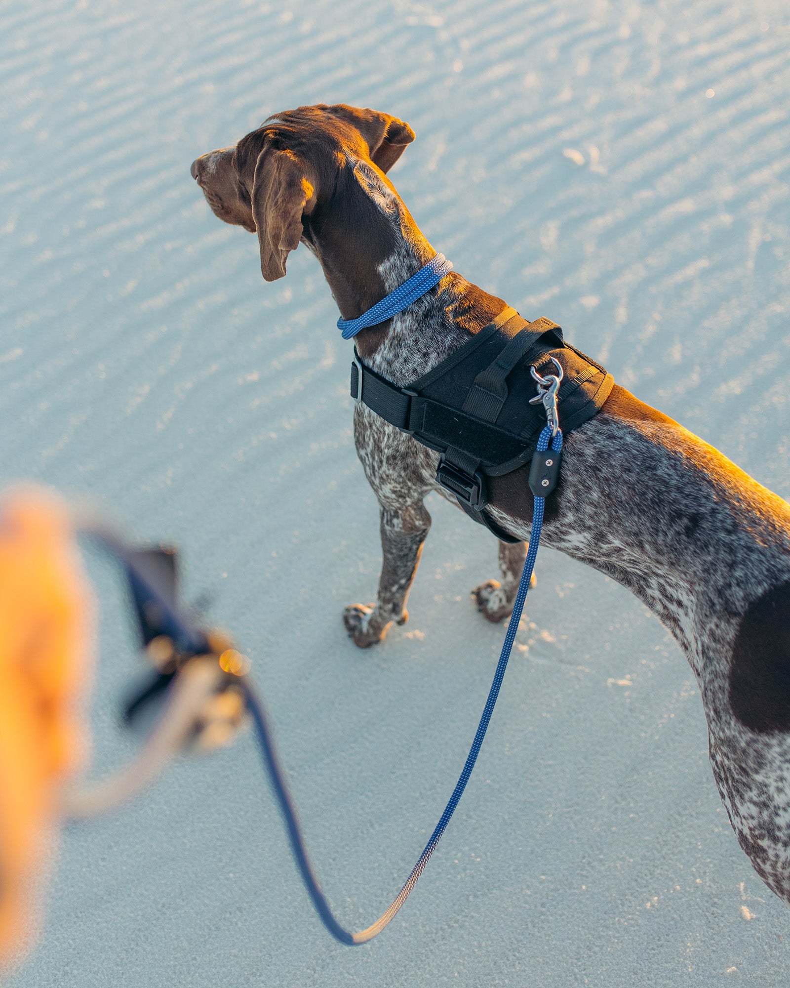 dog wearing the atlas pet company lifetime pro harness tactical dog harness in the sandy desert with owner