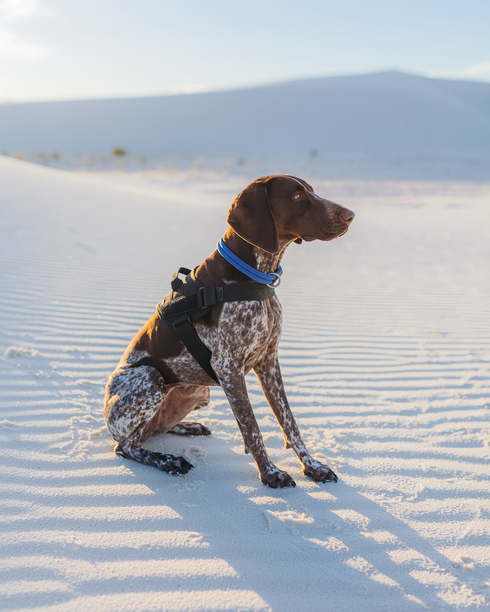 dog wearing the atlas pet company lifetime pro harness tactical dog harness in the sandy desert with owner