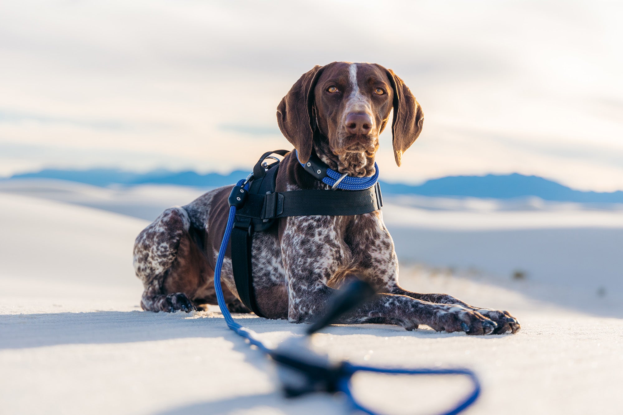 dog wearing the atlas pet company lifetime pro harness tactical dog harness in the sandy desert