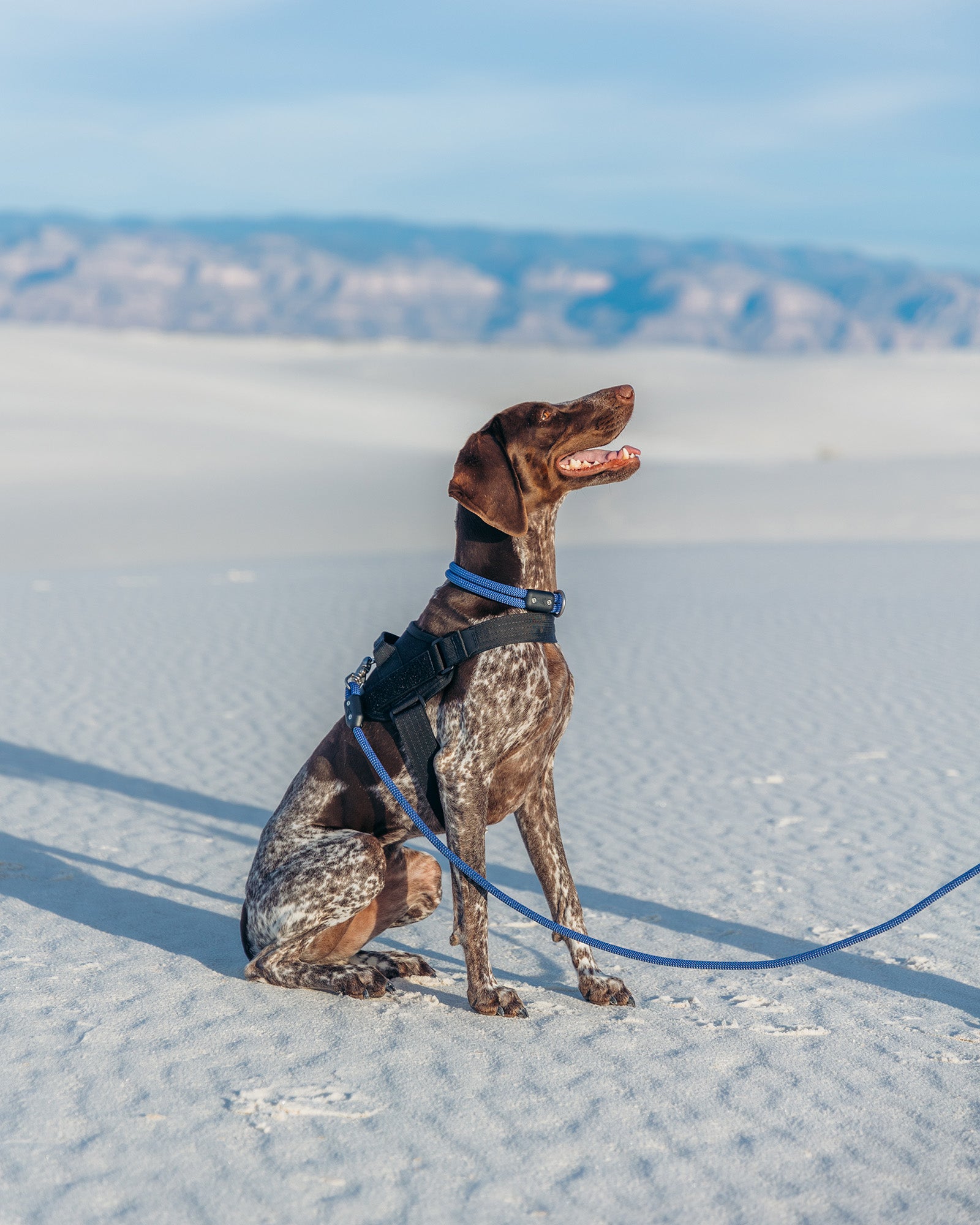 dog wearing the atlas pet company lifetime pro harness tactical dog harness in the sandy desert with owner