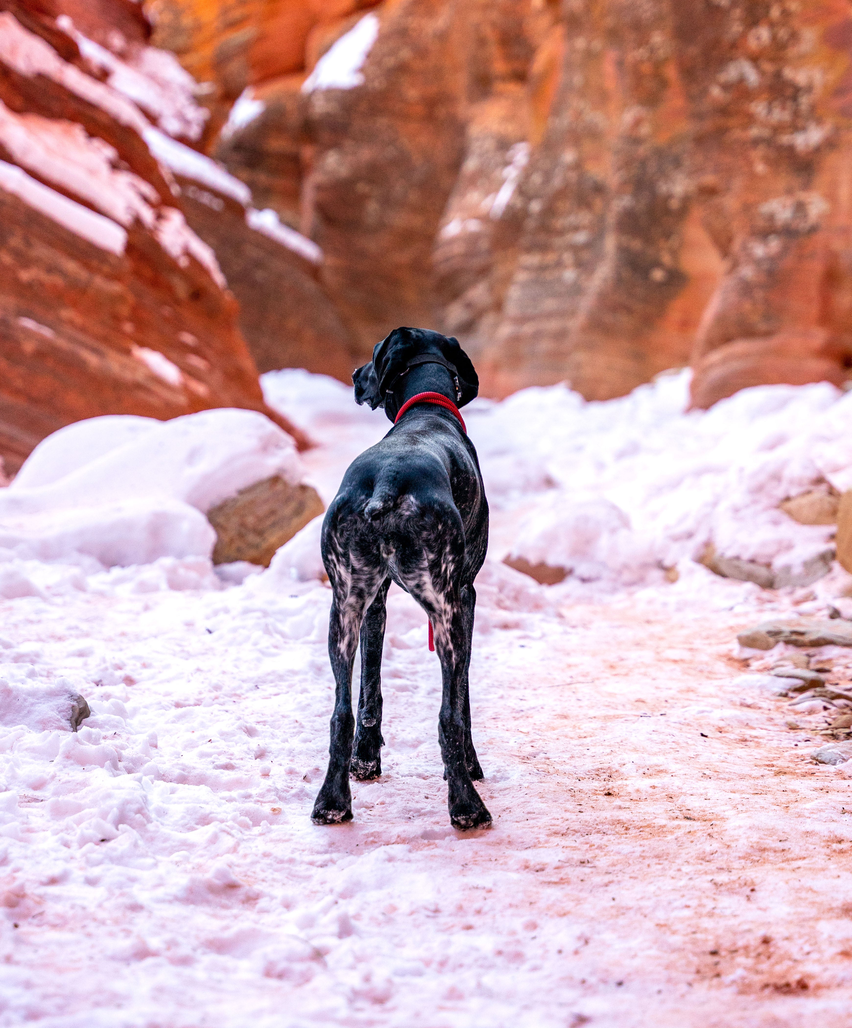 Lifetime Collar® - Lifetime Warranty Climbing Rope Dog Collar – Atlas Pet  Company