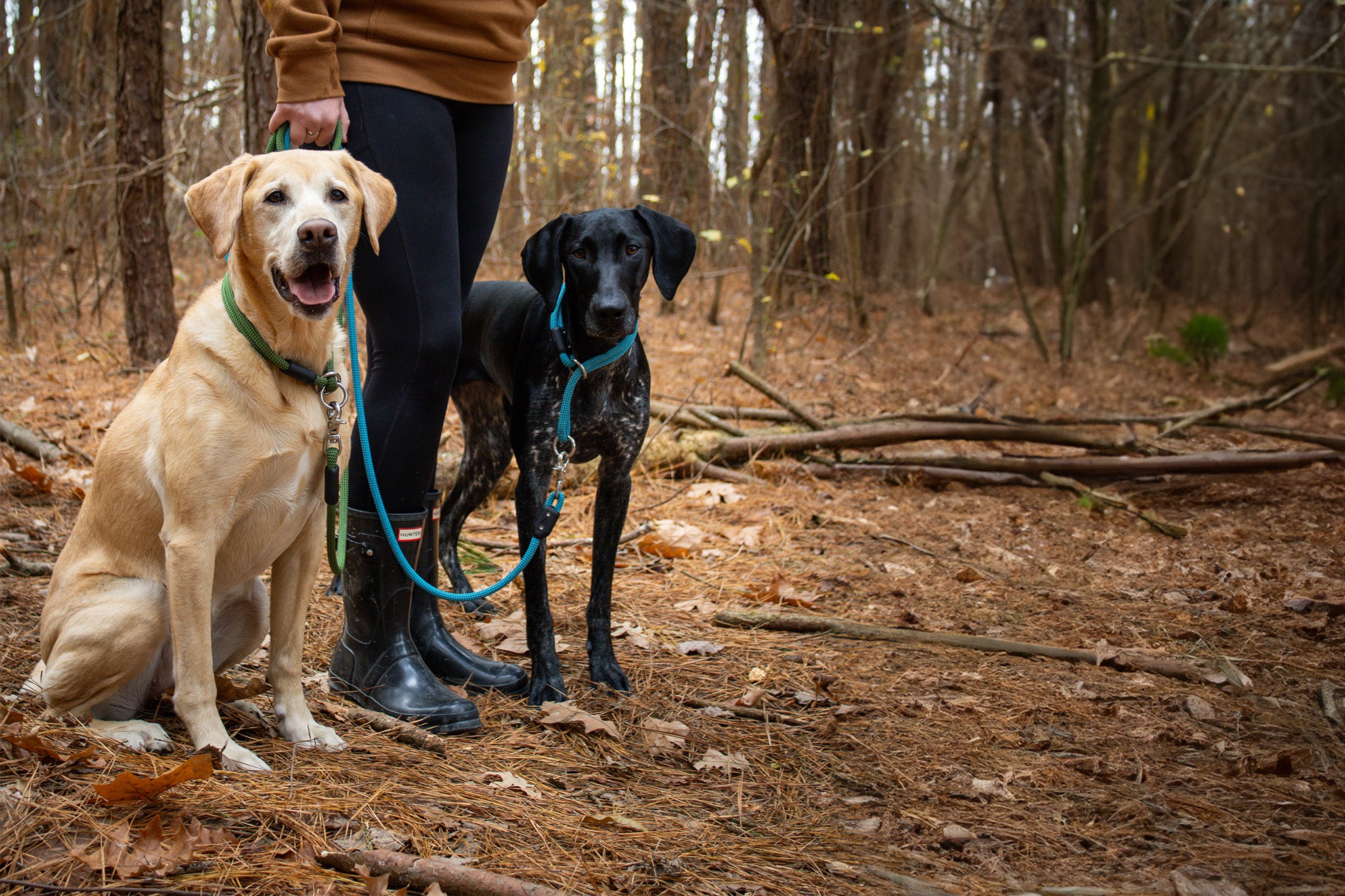 two labradors wearing the atlas pet company lifetime slip collar in the woods