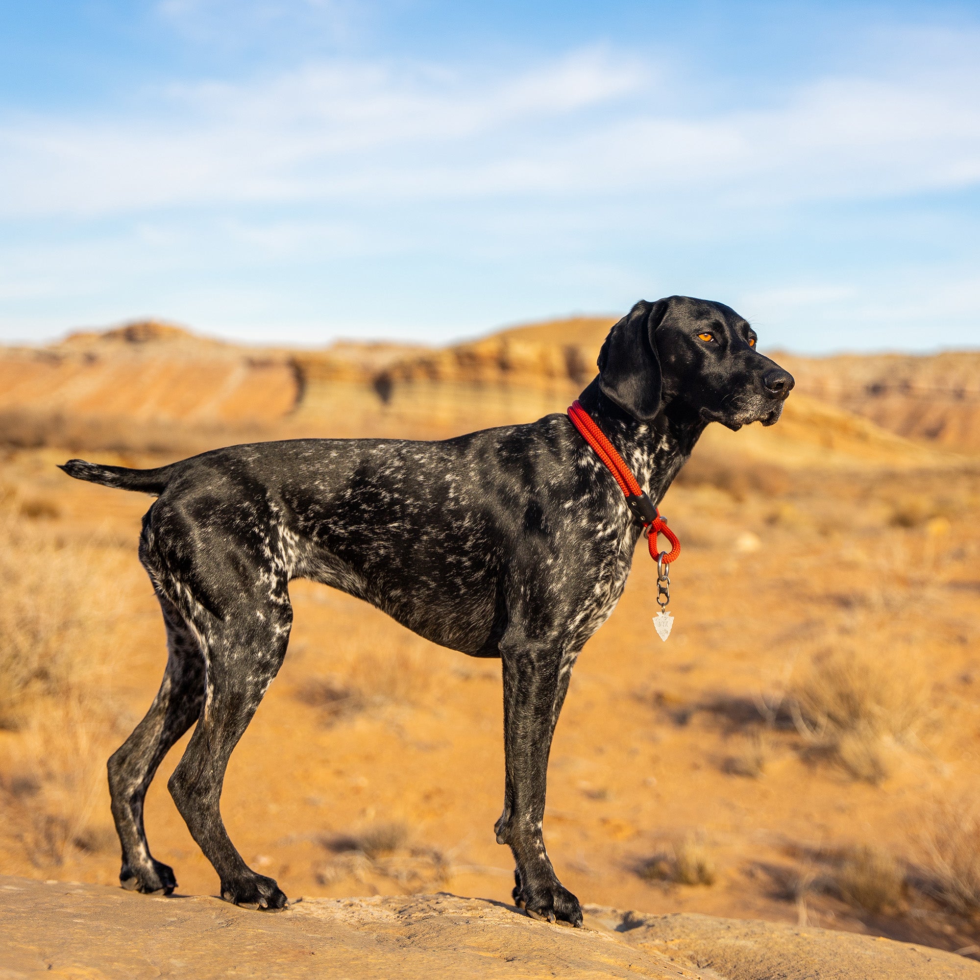 atlas pet company lifetime slip collar on german shorthair pointer in rock canyon with red rocks and white snow