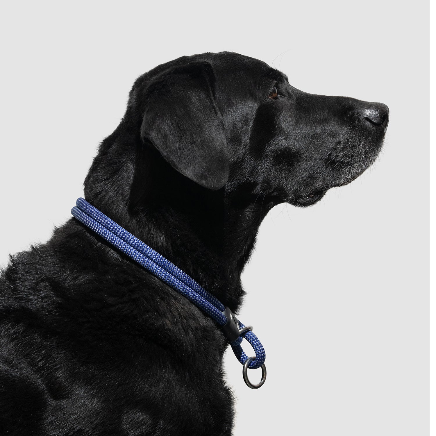atlas pet company lifetime slip collar training collar for active pups handmade in colorado with lifetime warranty --twilight