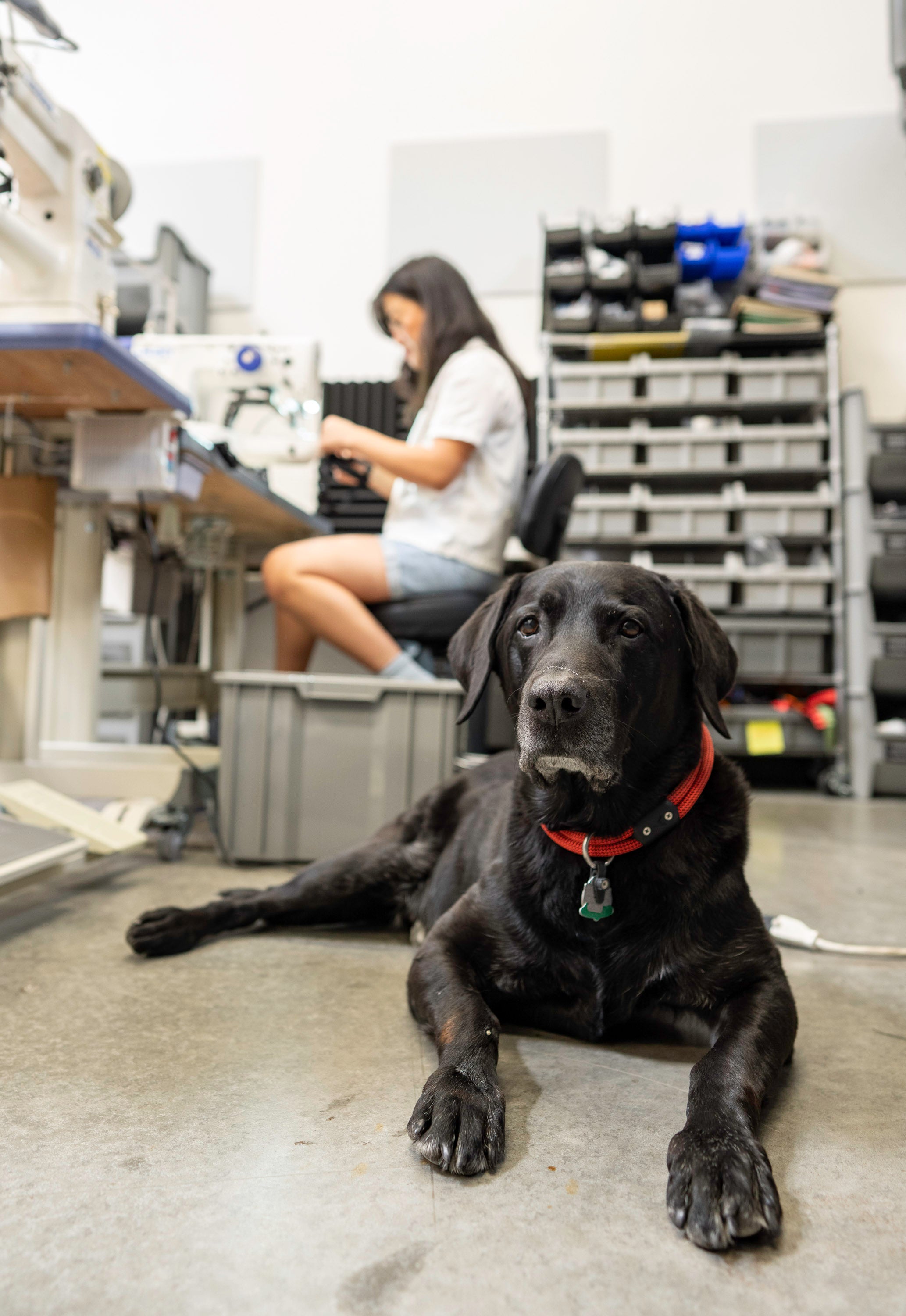 atlas at the bartack sewing machine with his red lifetime collar
