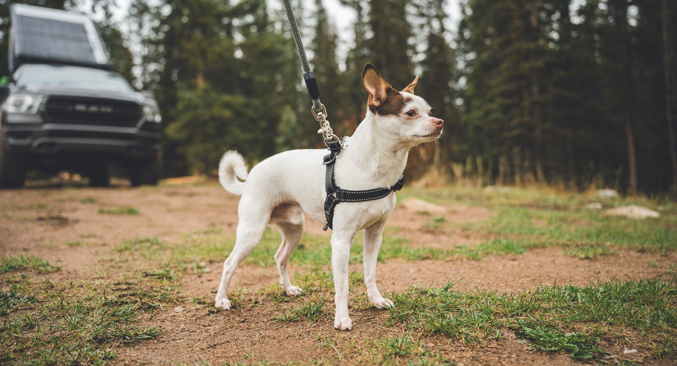atlas pet company lifetime mini harness on small chihuahua adventure dog 