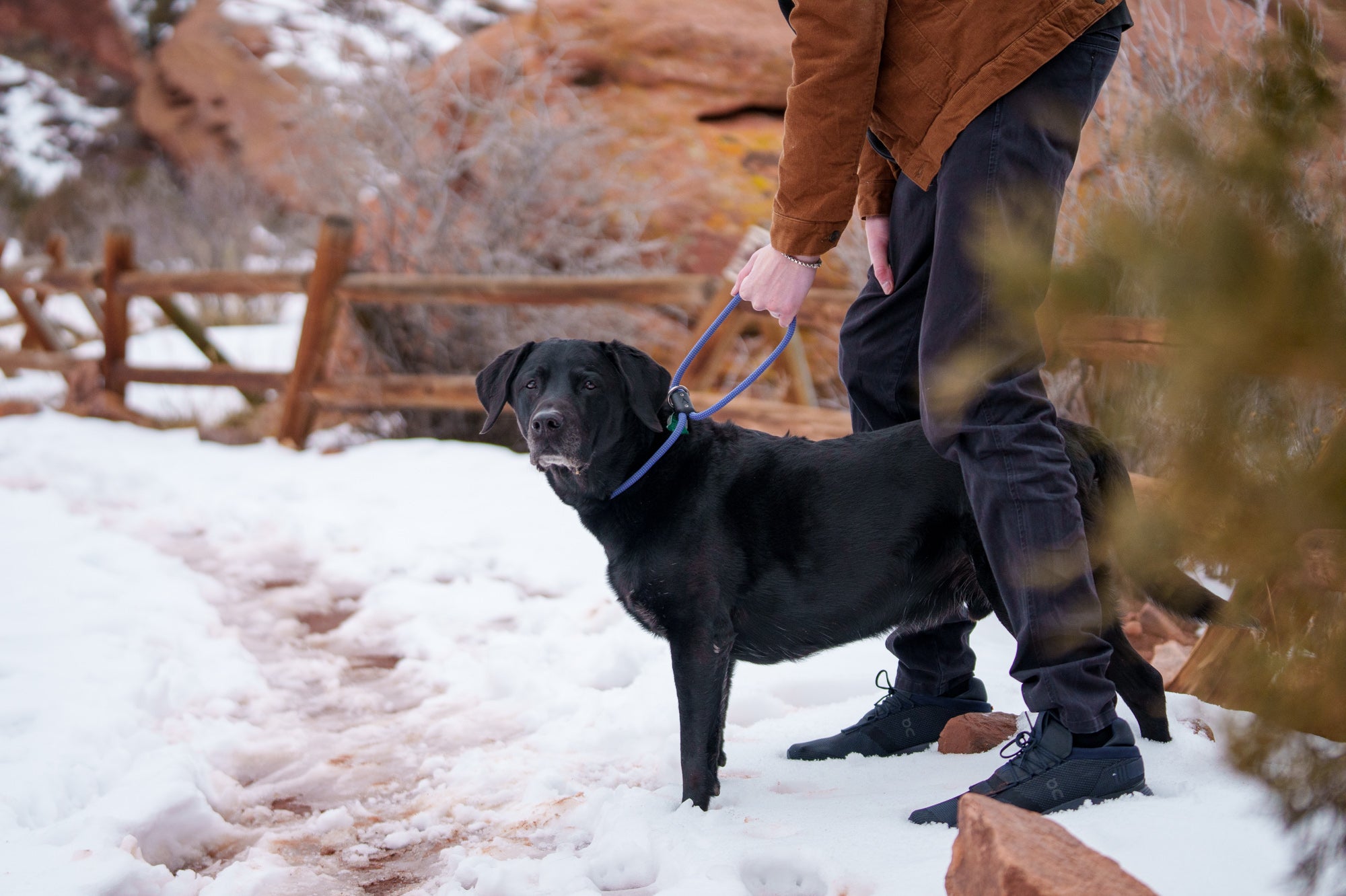 Atlas Pet Company Lifetime Collar showing how it can be separated to create a short handle leash with black lab in snow with red rocks behind