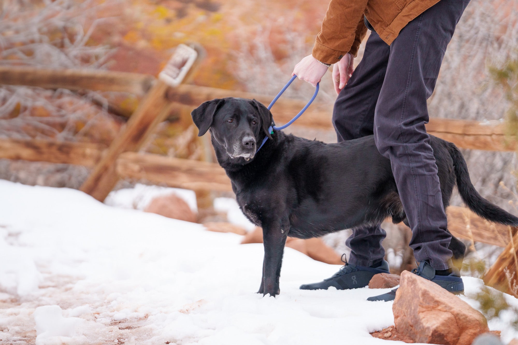 atlas pet company lifetime collar on black Labrador on red rock snowy trail
