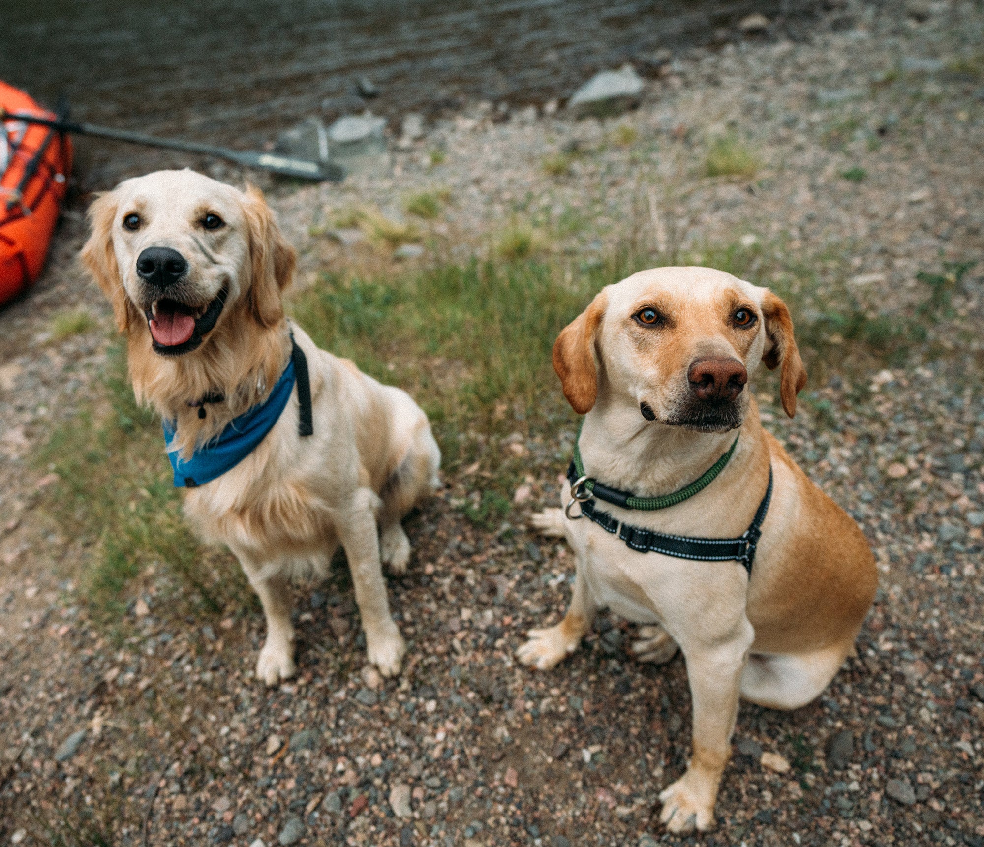 two dogs sitting near a river raft wearing atlas pet company gear