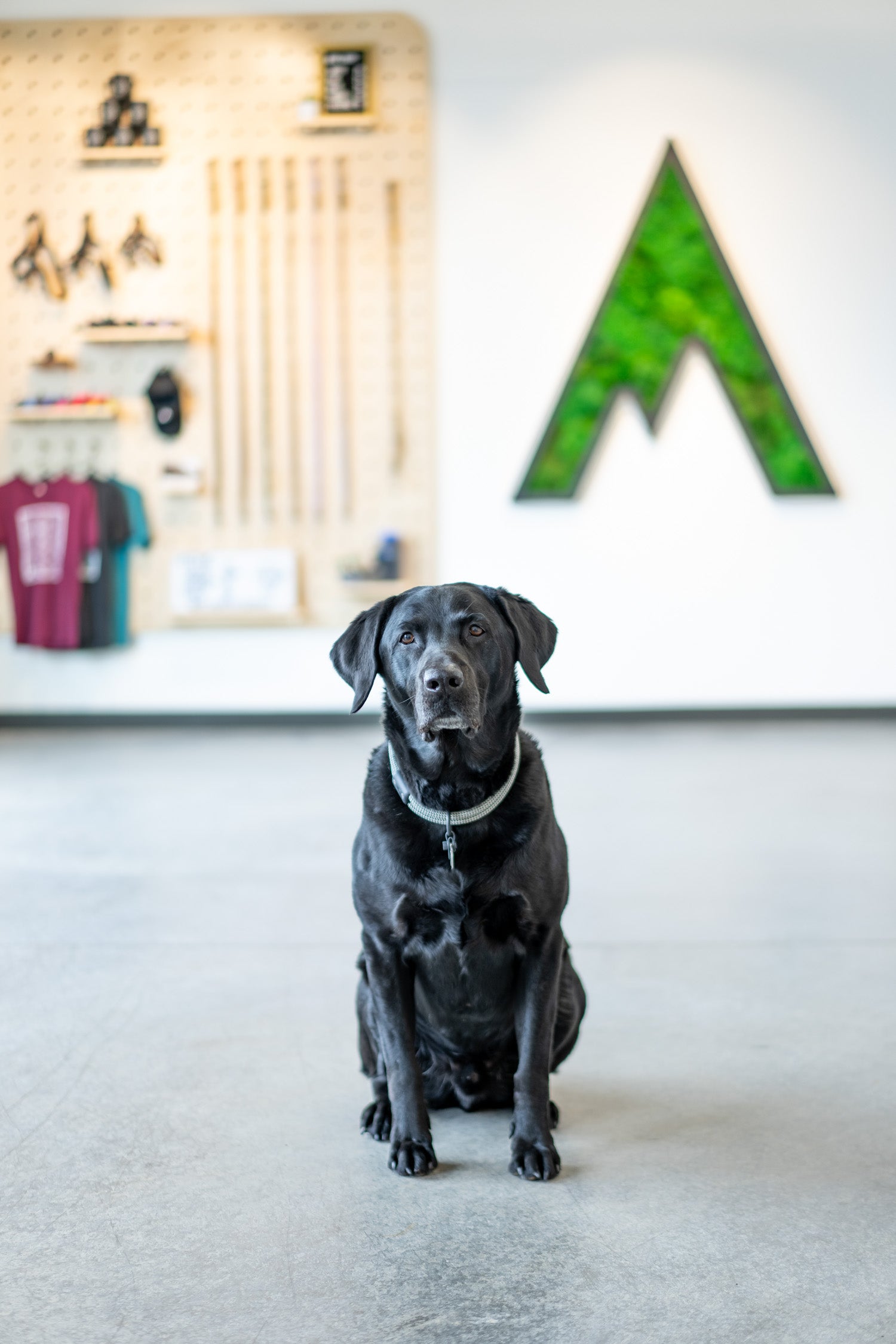 atlas the black lab sitting in the retail area of the atlas pet company warehouse