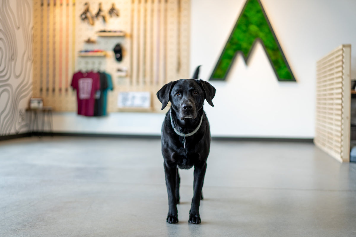 Handmade in America – Atlas Pet Company
