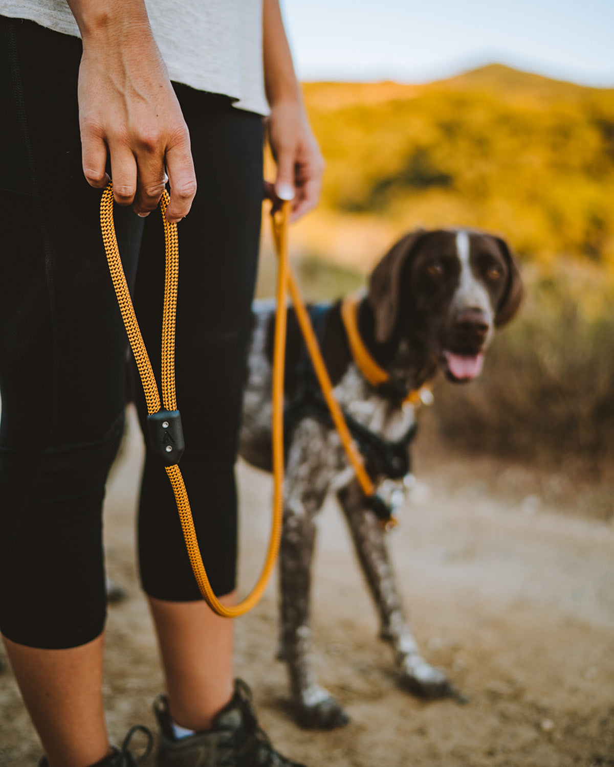 product page hero shots for leash with hiking with lifetime leash honey and german shorthair pointer and handle highlight 