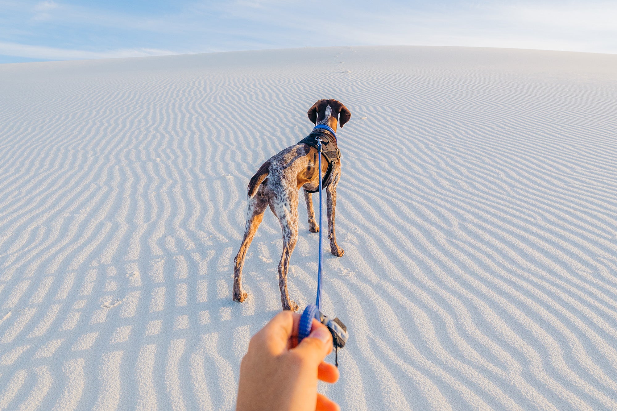atlas pet company lifetime pro harness and lifetime leash being worn by active dog in desert sand dunes