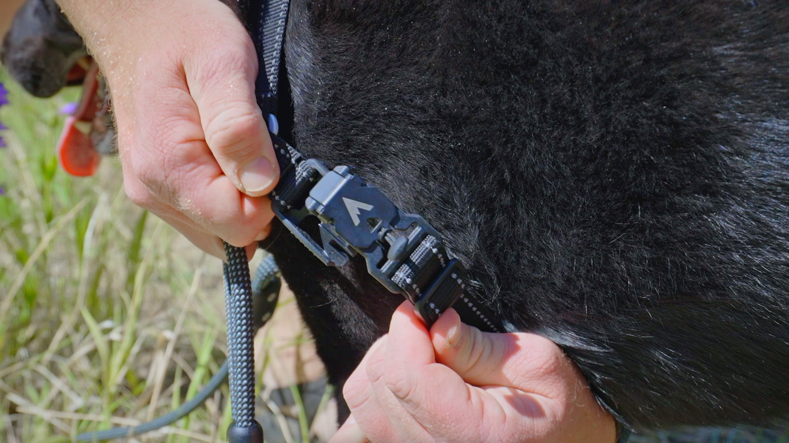 atlas pet company fid-lock lifetime harness with lifetime warranty