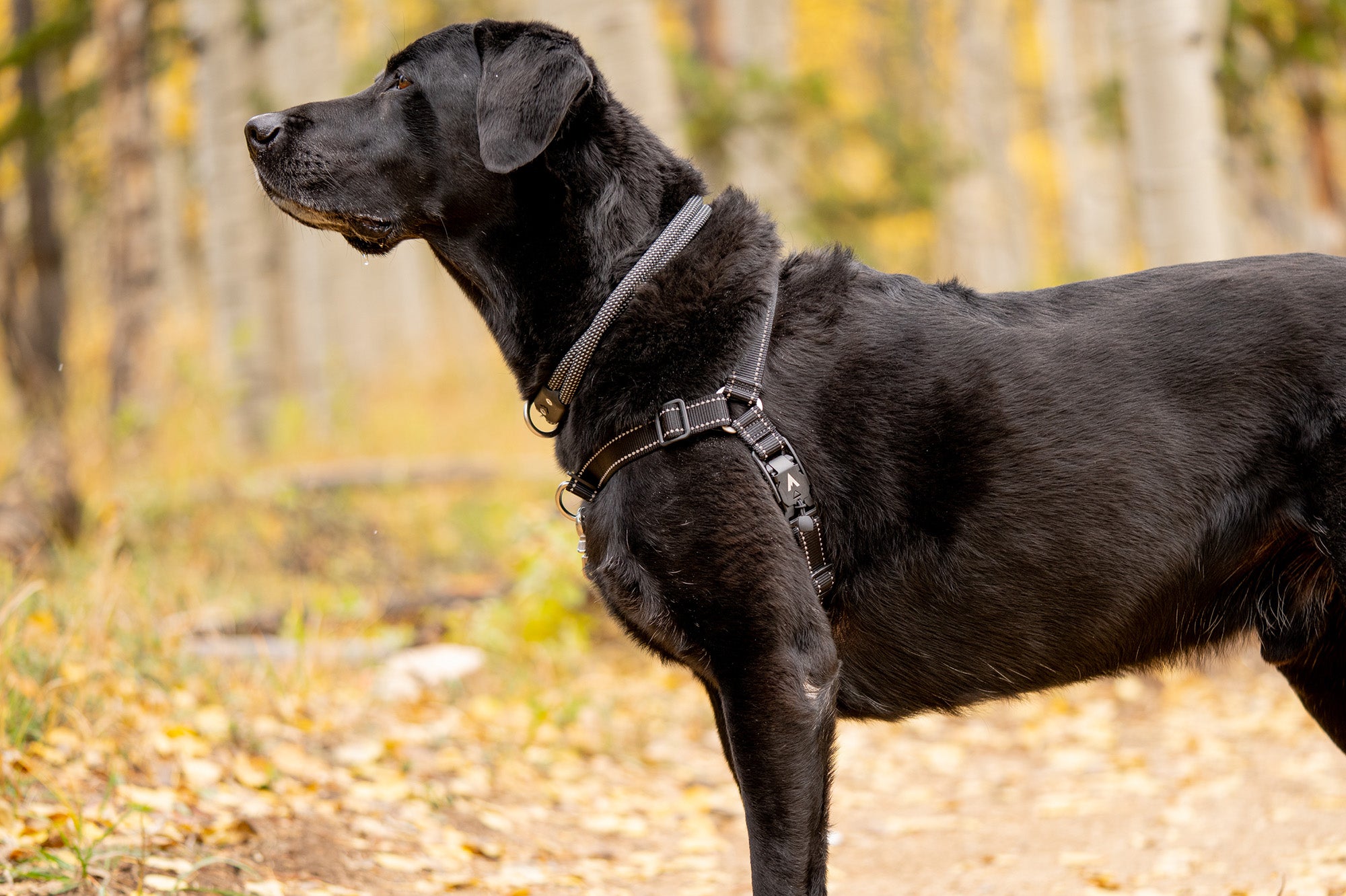 atlas pet company lifetime harness with atlas the labrador standing in aspen trees wearing harness and collar