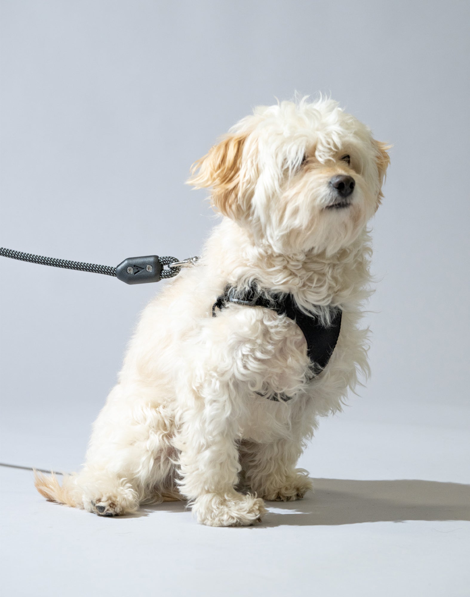 lifetime-air-harness-atlas-pet-company_0004_lifetime-air-harness-atlas-pet-company-4-optimized-1720818986.jpg