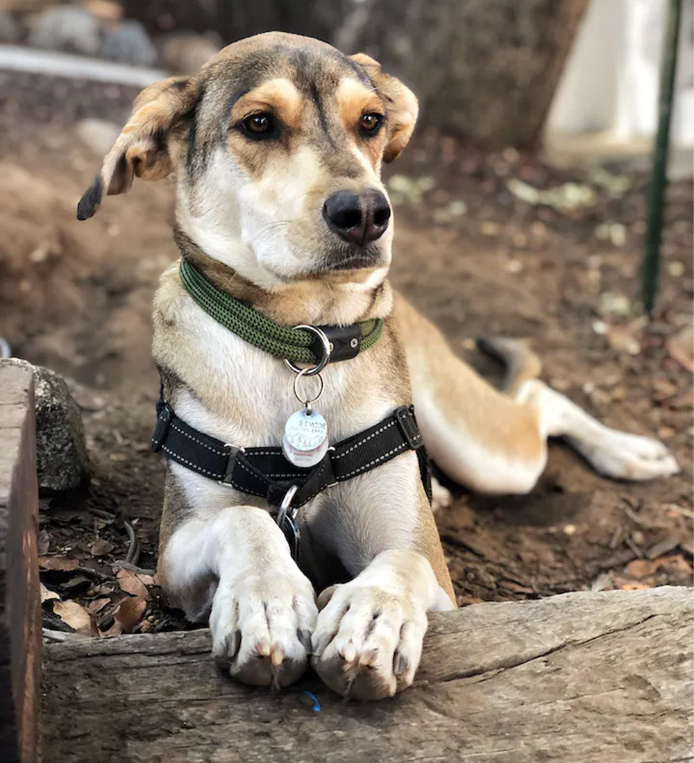 atlas pet company lifetime collar review