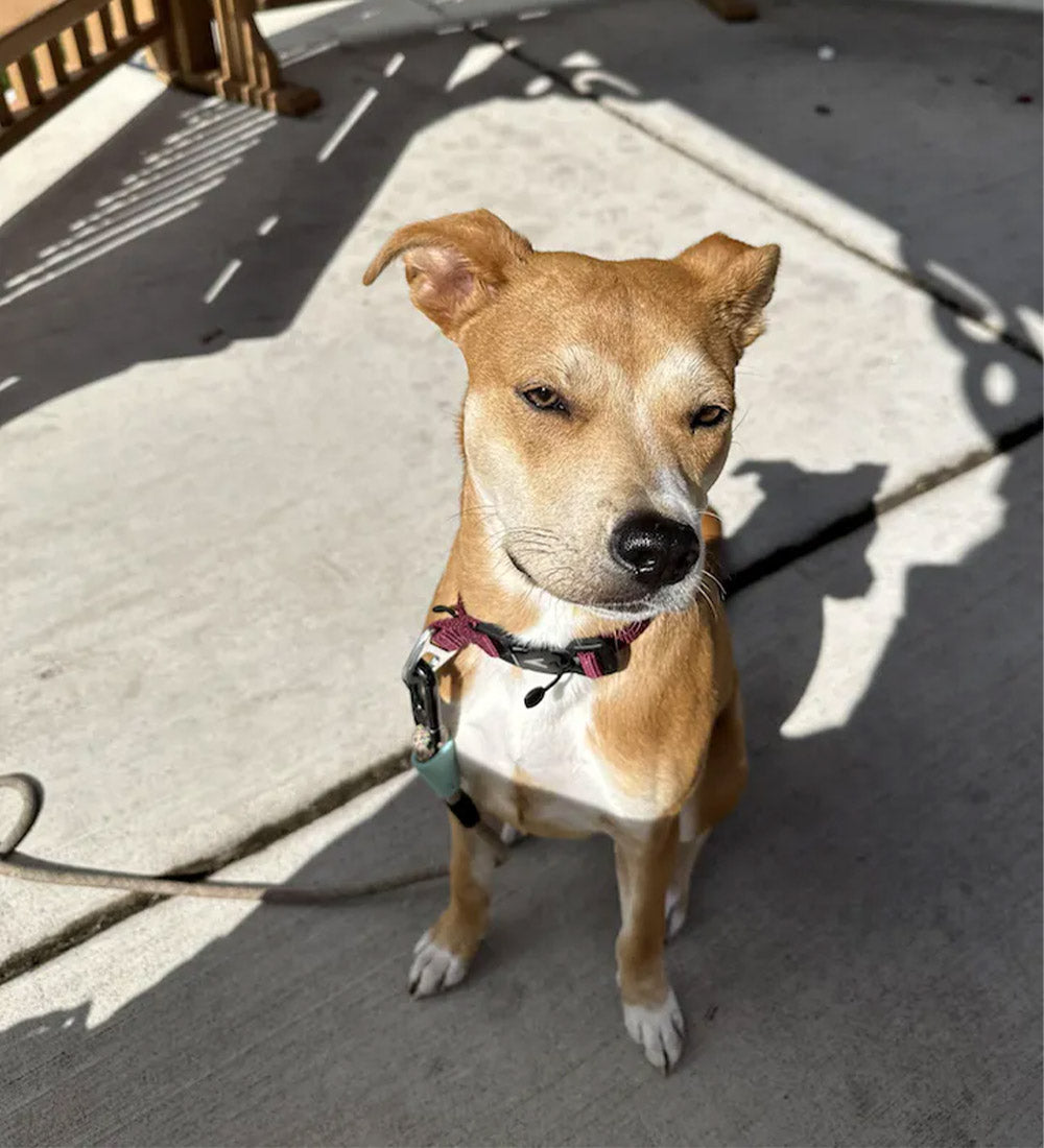 atlas pet company lifetime lite collar review