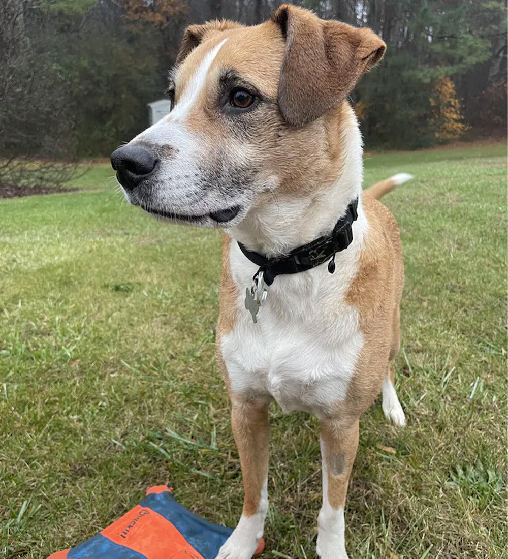 atlas pet company lifetime lite collar review