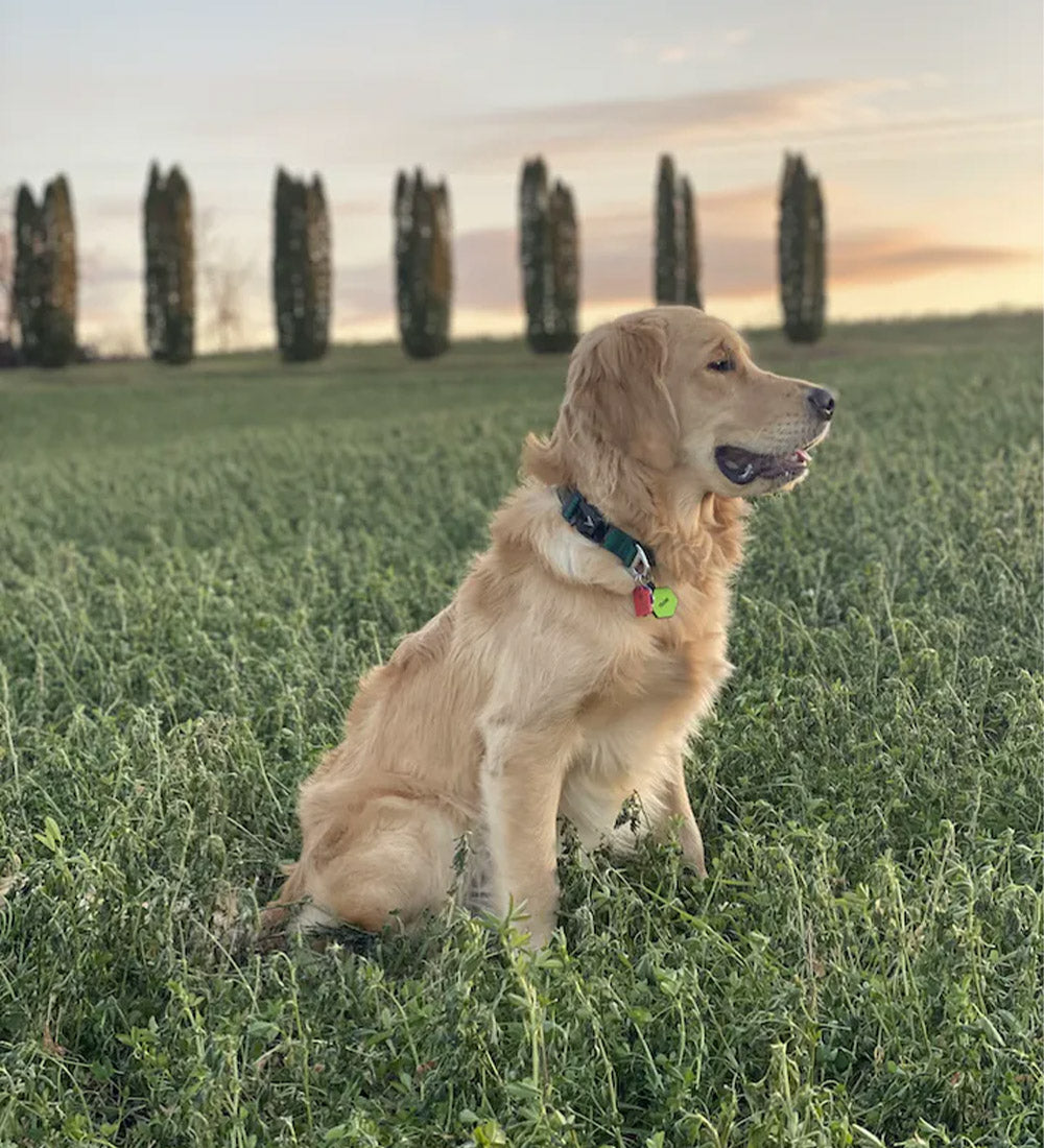 atlas pet company lifetime lite collar review