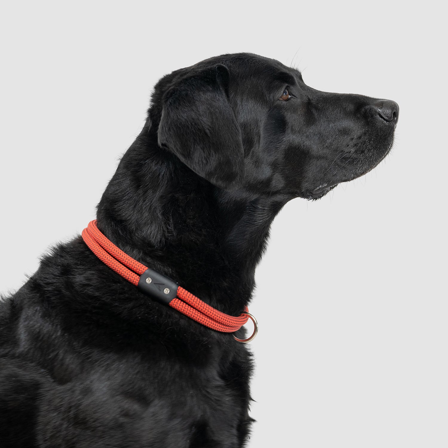 lifetime collar fixed length rope collar for active dogs handmade in colorado by atlas pet company --ruby