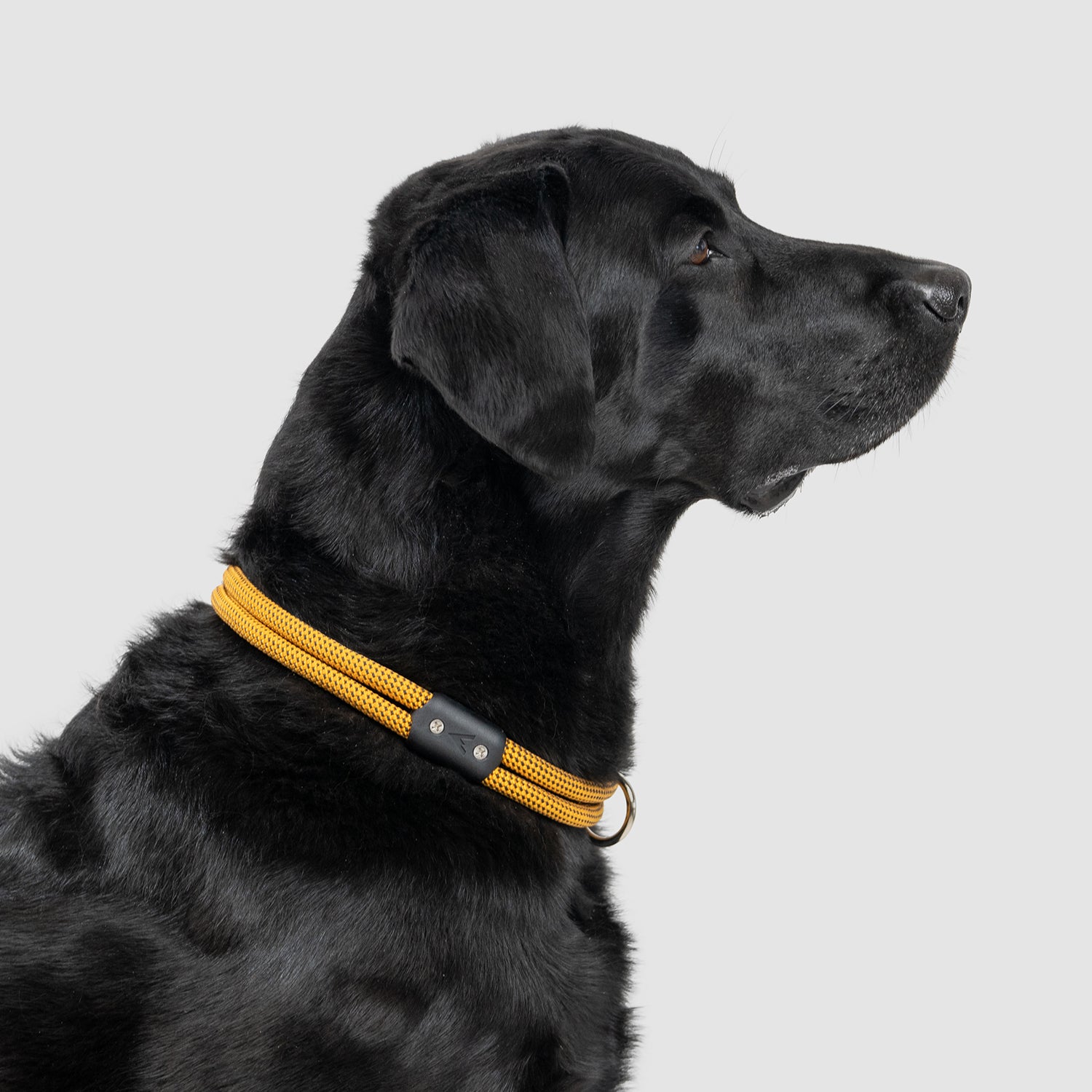 lifetime collar fixed length rope collar for active dogs handmade in colorado by atlas pet company --honey