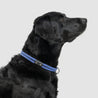 lifetime collar fixed length rope collar for active dogs handmade in colorado by atlas pet company