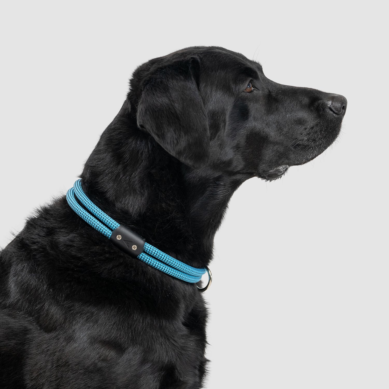 lifetime collar fixed length rope collar for active dogs handmade in colorado by atlas pet company --glacier