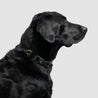 atlas pet company lifetime lite collar adjustable lifetime warranty dog collar with traditional fit --black