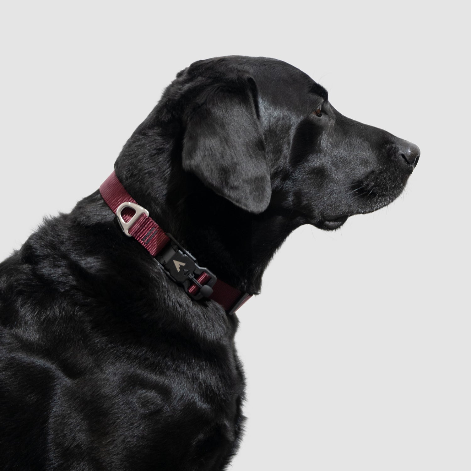 atlas pet company lifetime lite collar adjustable lifetime warranty dog collar with traditional fit --maroon