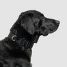 atlas pet company lifetime pro collar tactical lifetime warranty dog collar for working dogs --black
