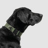 atlas pet company lifetime pro collar tactical lifetime warranty dog collar for working dogs --olive