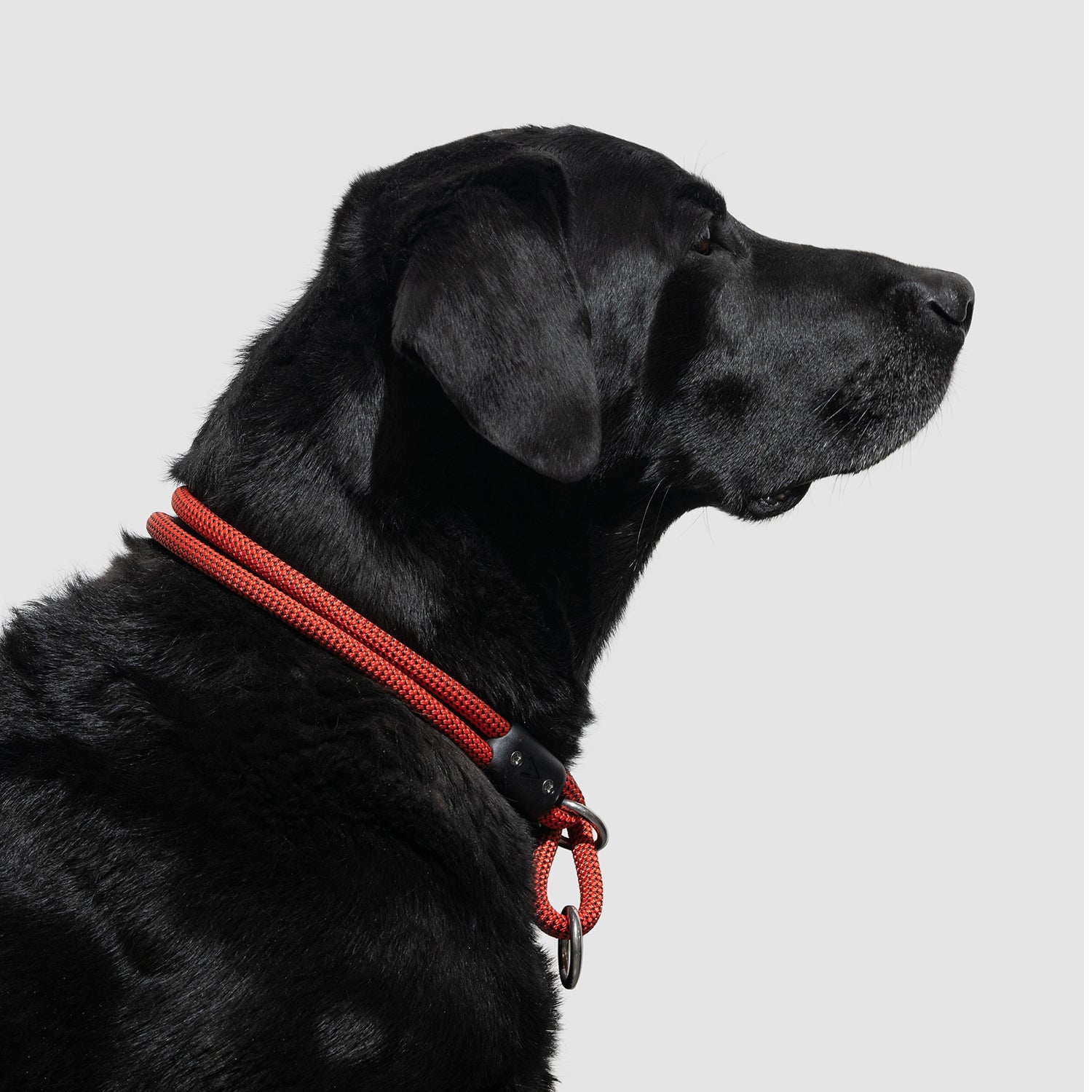 atlas pet company lifetime slip collar training collar for active pups handmade in colorado with lifetime warranty --ruby