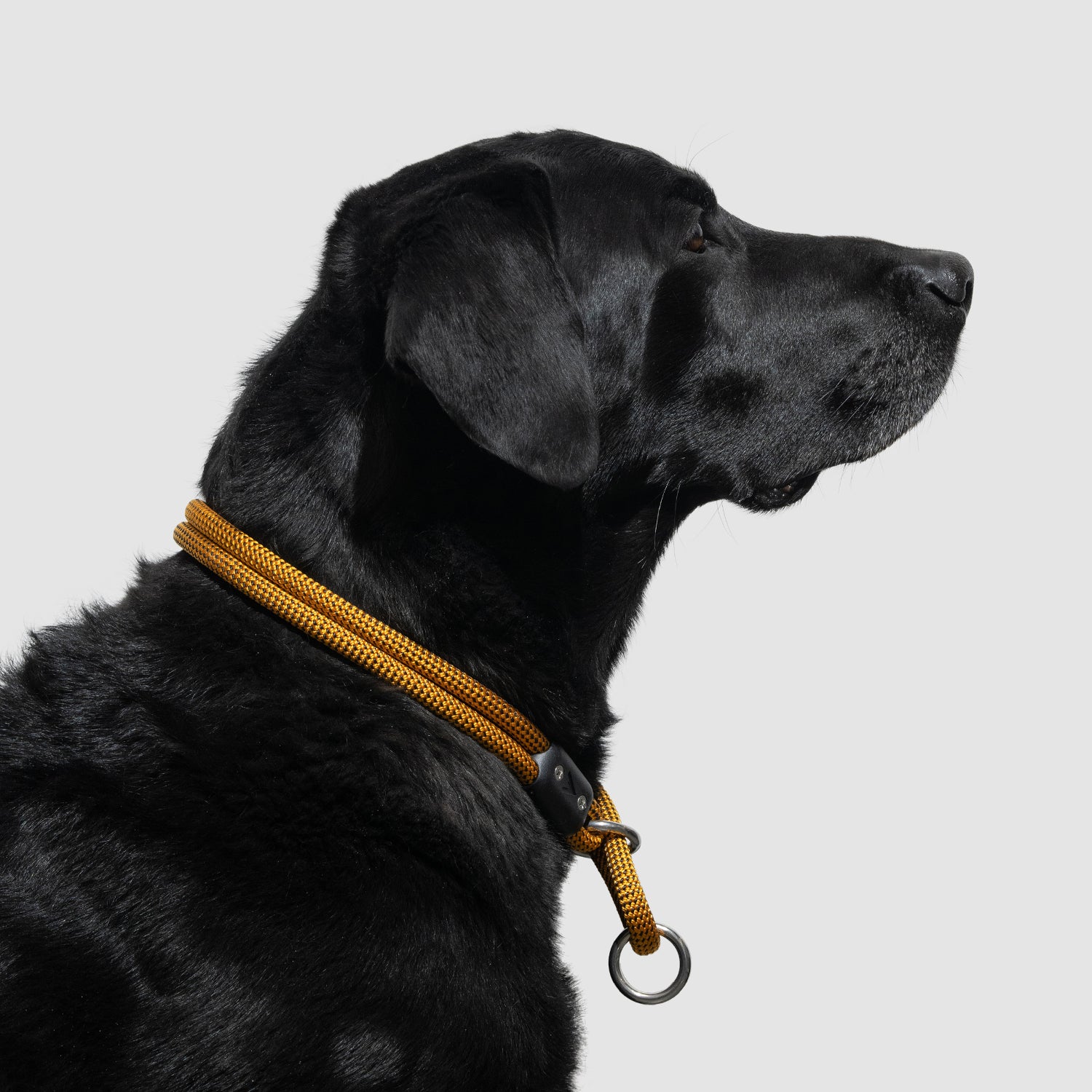 atlas pet company lifetime slip collar training collar for active pups handmade in colorado with lifetime warranty --honey