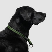 atlas pet company lifetime slip collar training collar for active pups handmade in colorado with lifetime warranty --moss