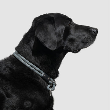 Pointer Traditions  Hunting Dog Center Ring Collar - Sky Blue