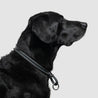 atlas pet company lifetime slip collar training collar for active pups handmade in colorado with lifetime warranty --carbon