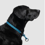 atlas pet company lifetime slip collar training collar for active pups handmade in colorado with lifetime warranty --glacier